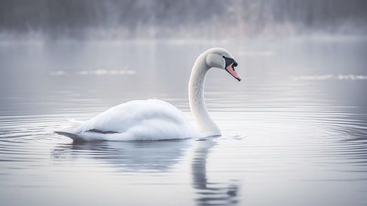 "The Swan Song" Stock Fine Art Print
